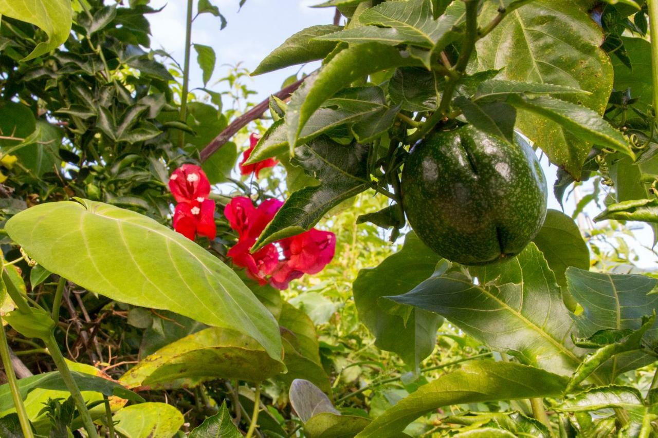 Puntallana Bodega Goyo 아파트 외부 사진